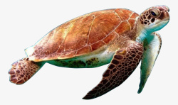游泳龟乌龟海龟游泳龟高清图片