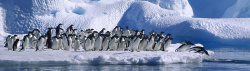 寒冷企鹅摄影背景高清图片
