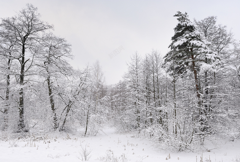 大雪森林景色背景图jpg设计背景_新图网 https://ixintu.com 雪 树丛 黑白 平静 中国风