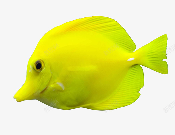 黄色的鱼海鱼png免抠素材_新图网 https://ixintu.com 景观鱼 海鱼 鱼 黄色的鱼