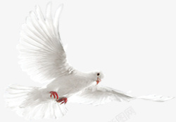 和平鸽子白色飞翔的鸽子素材