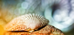 美丽的贝壳美丽的贝壳高清图片