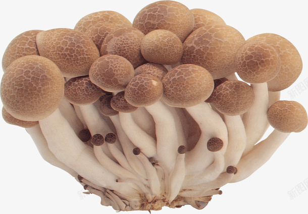 新鲜长蘑菇png免抠素材_新图网 https://ixintu.com 新鲜 菌类 蘑菇 高清