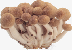 新鲜长蘑菇素材