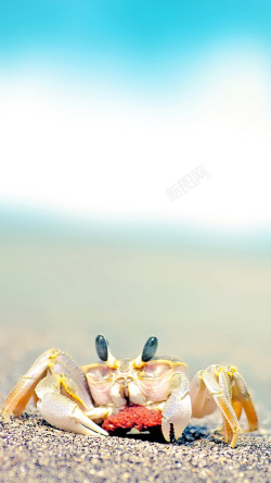 白色螃蟹螃蟹H5背景高清图片