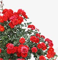 红色热情花朵美景素材