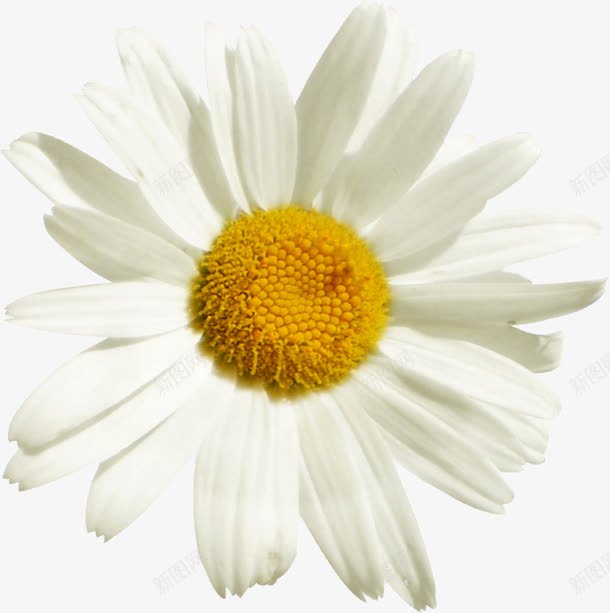 黄色花芯白色花朵png免抠素材_新图网 https://ixintu.com 白色 花朵 黄色