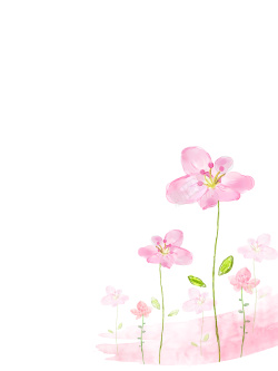 娇艳的小丝瓜花透明png花朵背景高清图片
