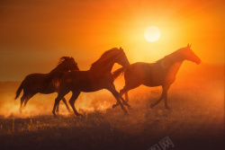 棕色的马奔跑在草原上的几匹马高清图片