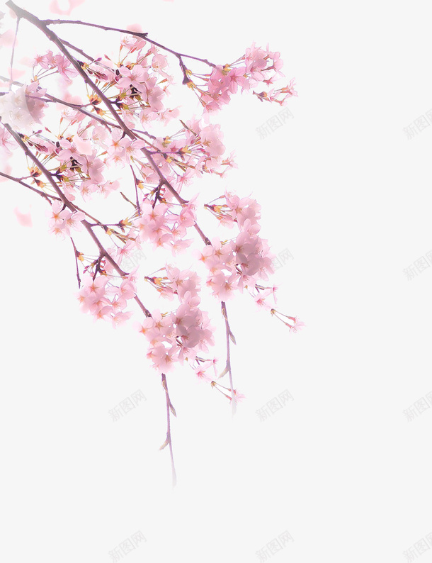 春天里的手绘樱花png免抠素材_新图网 https://ixintu.com 手绘 春天 樱花 花朵