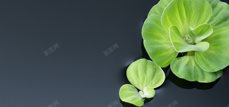 绿色水生植物jpg设计背景_新图网 https://ixintu.com 绿色植物 水生植物 植物摄影 海报banner 摄影 风景