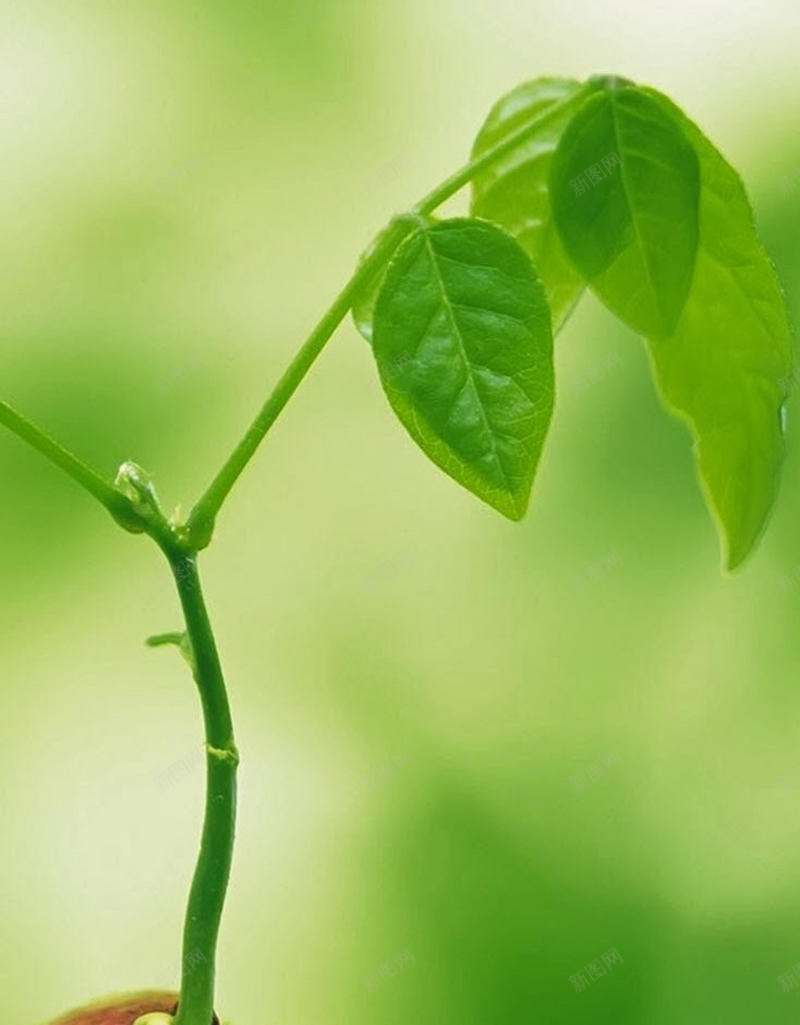 绿色植物H5背景jpg设计背景_新图网 https://ixintu.com H5背景 小清新 文艺 植物 简约 简约生命力 绿色
