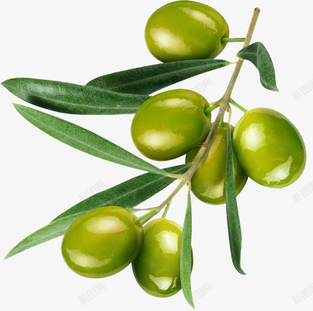 油橄榄枝绿叶新鲜png免抠素材_新图网 https://ixintu.com 枝叶 橄榄 绿色 食物