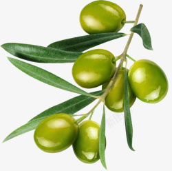有机绿色食物油橄榄枝绿叶新鲜高清图片