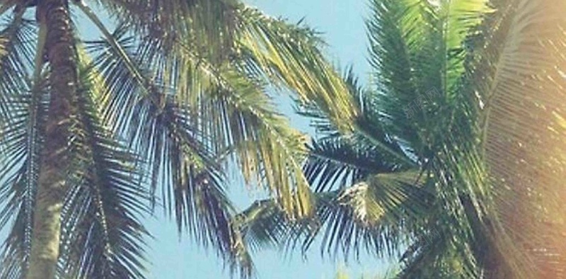 夏季唯美椰子树背景jpg设计背景_新图网 https://ixintu.com 夏季背景 唯美 椰子树 背景 画册 海报 摄影 风景