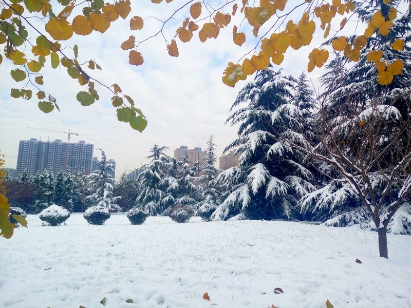 花色叶子雪天实景jpg背景jpg_新图网 https://ixintu.com 雪 背景 写实 风景 摄影