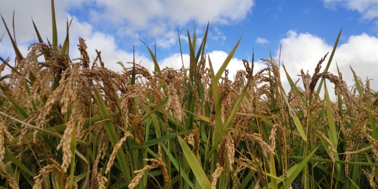 稻谷农田稻谷收割大米背景