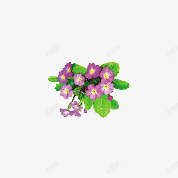 紫色花png免抠素材_新图网 https://ixintu.com 欣赏 生长 绿叶
