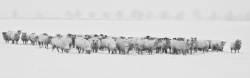 白雪摄影背景摄影羊群背景高清图片
