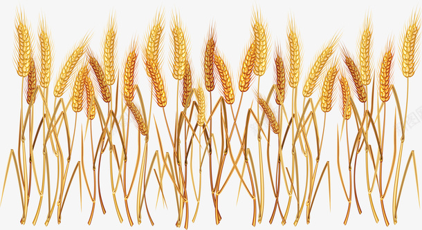 小麦wheat麦穗png免抠素材_新图网 https://ixintu.com wheat 小麦 麦子 麦穗