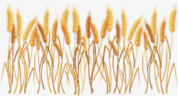 小麦wheat麦穗素材