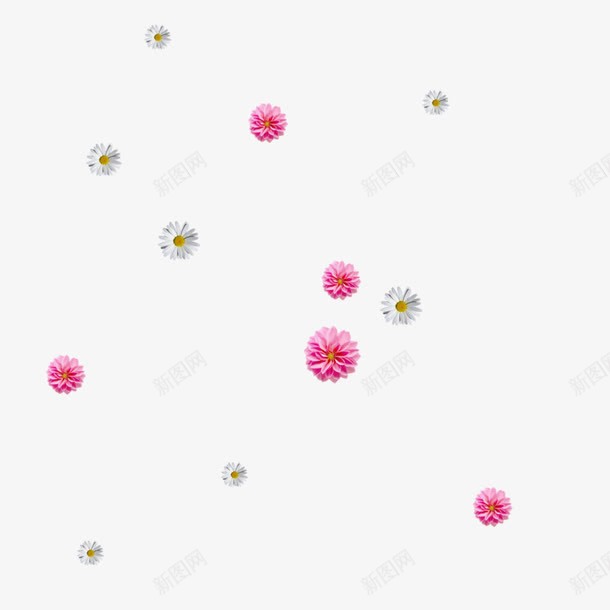 花朵植物雏菊漂浮装饰png免抠素材_新图网 https://ixintu.com 植物 漂浮 花朵
