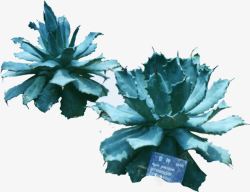蓝色美丽耐旱植物素材