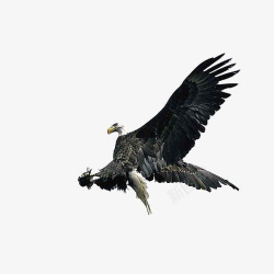 猎食者捕猎的鹰高清图片