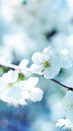 素色花朵唯美清新桃花H5背景高清图片
