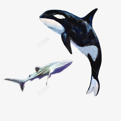 虎鲸的形态png免抠素材_新图网 https://ixintu.com 凶猛 动物 哺乳类 虎鲸 鳍 黑色虎鲸