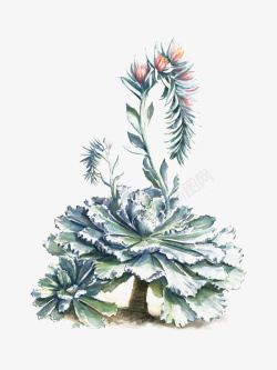 植物科普图鉴植物插画高清图片