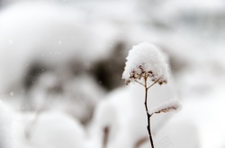 小草高清雪地上的小草高清图片