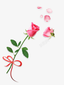 粉玫瑰邀请函蝴蝶结玫瑰花粉玫瑰花瓣高清图片