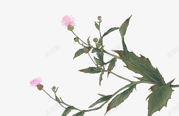 手绘粉色花蕊树叶png免抠素材_新图网 https://ixintu.com 树叶 粉色 花蕊