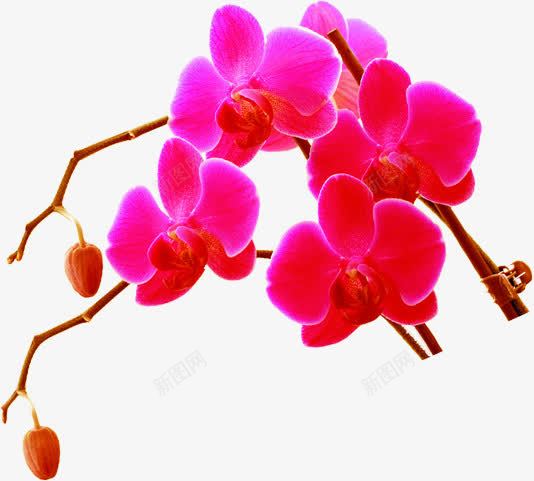 红色鲜花植物树枝png免抠素材_新图网 https://ixintu.com 树枝 植物 红色 鲜花