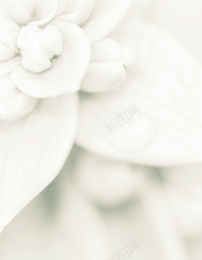 浪漫唯美白色花朵大气神秘大图渐变背景背景