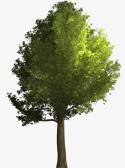 绿色的大树树素材