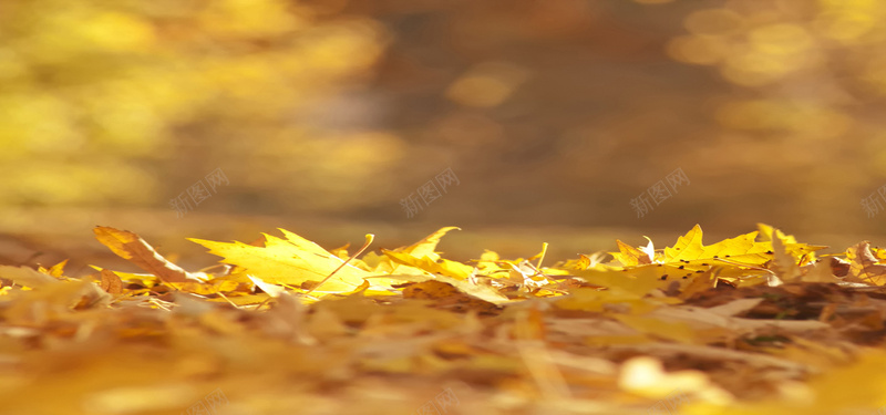 掉落在地上的树叶背景