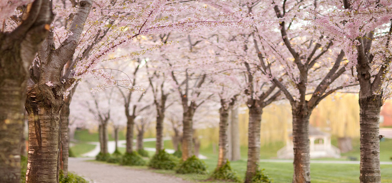 粉色樱花背景图jpg设计背景_新图网 https://ixintu.com 粉色 樱花 风景 海报banner 摄影