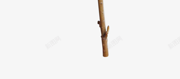 花png免抠素材_新图网 https://ixintu.com 枝 花 黄色