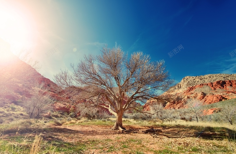烈日沙漠蓝天干旱树背景jpg设计背景_新图网 https://ixintu.com 干旱 树 沙漠 烈日 背景 蓝天