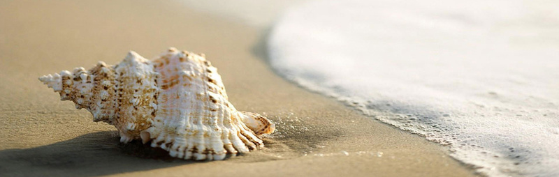 沙滩白色海水贝壳背景背景