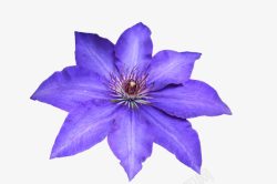 蓝睡莲花朵素材