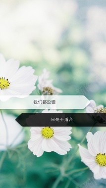 小清新白色雏菊H5背景背景