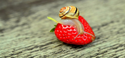 蜗牛纹理木板上趴在草莓上蜗牛高清图片