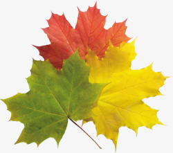 秋天树叶无缝背景图片秋天的树叶片绿高清图片