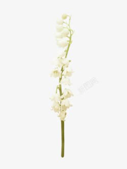 白色凤尾兰花朵素材