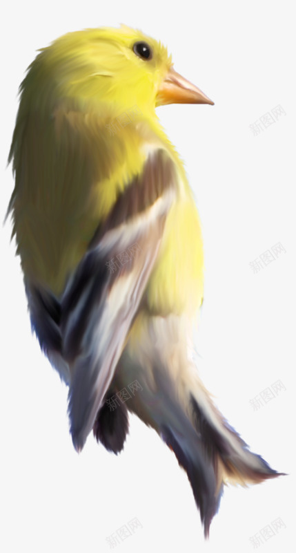 一只黄色的鸟png免抠素材_新图网 https://ixintu.com 一只鸟 鸟 黄色的鸟 黄鸟