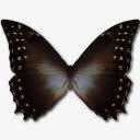 闪蝶png免抠素材_新图网 https://ixintu.com morphoamphitrio