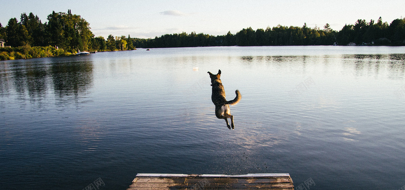 奔向水中的狗背景